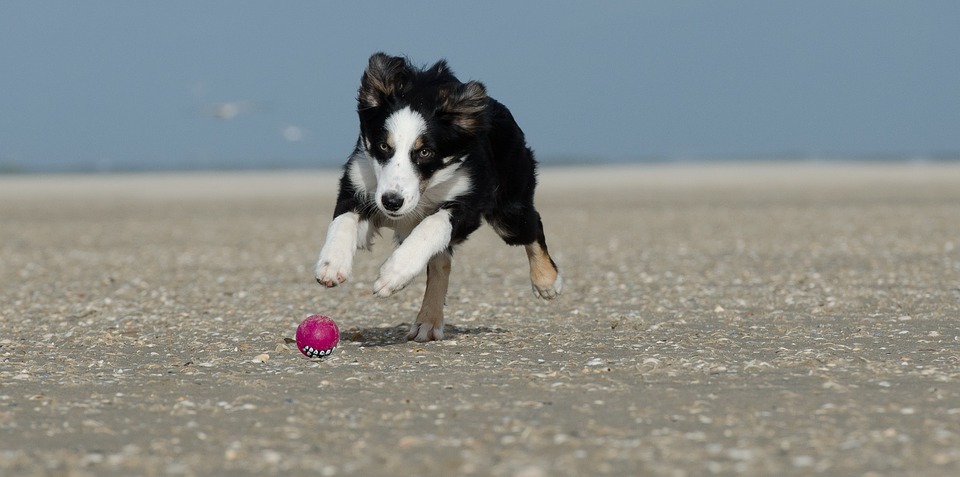 Image result for dog chasing ball